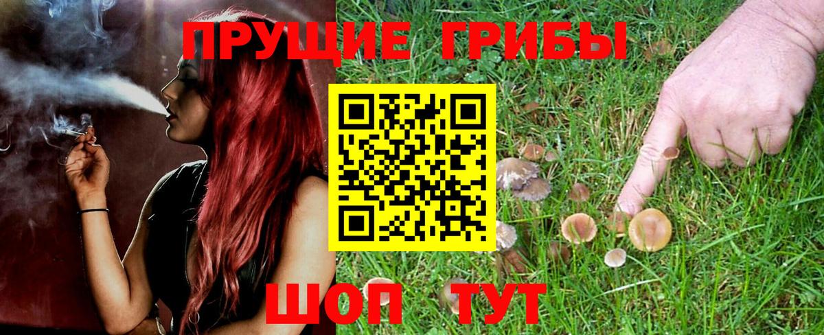 Псилоцибиновые грибы Psilocybe Нарткала